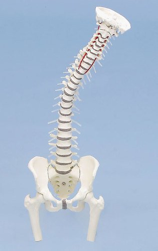 Preisvergleich Produktbild Wirbelsäule mit Becken und Oberschenkelstümpfen