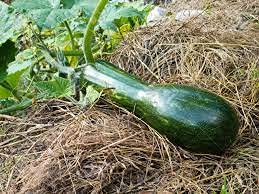 seeds 15pcs Zapallo Plomo Squash Gourd seeds
