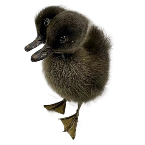 Image of Animal Specimen Making Eurasian Duck Specimen Teaching /Decoration(Black)
