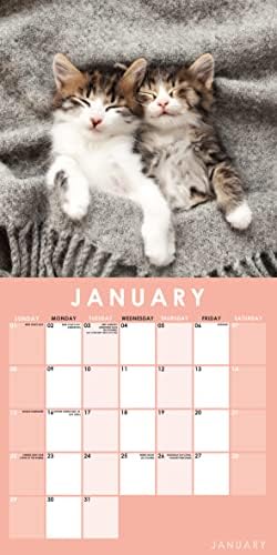 2023 Cat Napping Square Hanging Wall Calendar - No Plastic - 12" x 12" Planner, Kittens, Animal Lover, Feline, Organiser, Home, Family, Schedule, Agenda, Gift