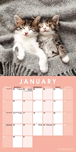 2023 Cat Napping Square Hanging Wall Calendar - No Plastic - 12" X 12" Planner, Animal Lover, Feline, Organizer, Home, Family, Schedule, Agenda, Gift #TOP2