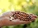 Exquisite Handcrafted Threaded Anglican Olive Wood Brown Twine Rope Rosary | 7mm Beads | Spiritual Devotion | Bethlehem Craftsmanship | Velveteen Bag | Genuine HolyRoses Product