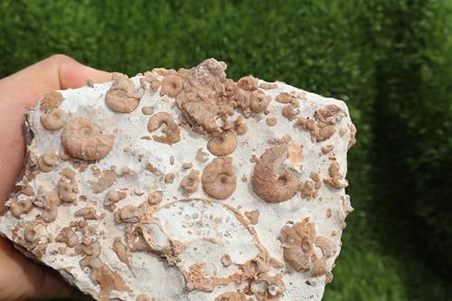 Image of Ammonites & Gastropods Plate Cretaceous Fossils Fossils from Morocco Fossil Rock ammonites Fossil from Morocco A193
