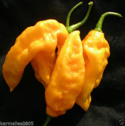 World's Hottest Peppers Seed Collection, Moruga,Butch t,Bhut Jolokia,and More!!!