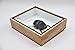 Real Exotic Elephant Dung Beetle Specimen (Heliocopris Dominus) FEMALE - Preserved Taxidermy Insect Bug Collection Framed in a Wooden Box as Pictured