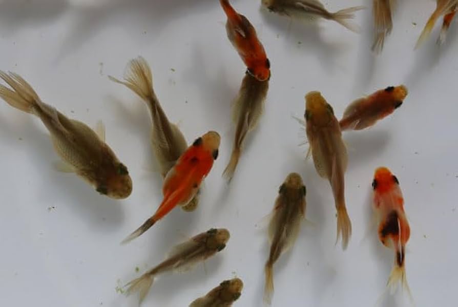 Amazon | ☆国産金魚☆ 期間限定6/20迄 現物個体！ 東錦＆オランダ 27