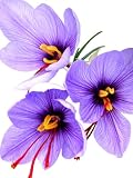Votaniki Saffron Crocus Bulbs - Long Lasting, Enhance Garden with Exquisite Flavor | Harvest Spice at Home - Low Maintenance & Easy to Grow - Autumn Bloomers (10 Pack)