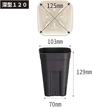 ⭐︎専用中⭐︎ユーフォルビア　オベサ　オス株♂ プレステラ120深鉢 ユーフォルビア オベサ オス株♂ プレステラ120深鉢 植物と鉢