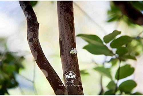 Muda Jabuticaba Sabará (Em Ciclo Produtivo)