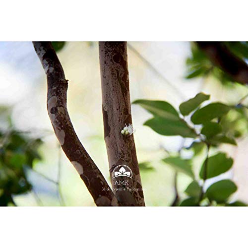 Muda Jabuticaba Sabará (Em Ciclo Produtivo)