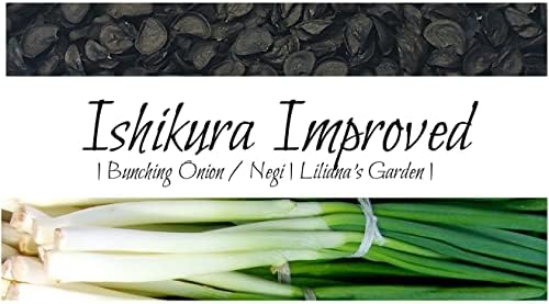 Fast-Growing Bunching Onion Seeds -"Ishikura Improved" - Liliana's Garden - USA Grown Heirloom Seeds