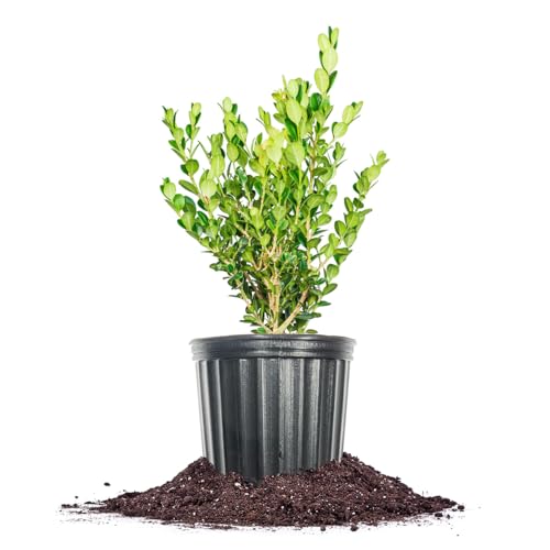 Perfect Plants Winter Gem Boxwood 1 Gallon | Live Shrub for Landscaping Topiary Hedges | Evergreen & Low Maintenance