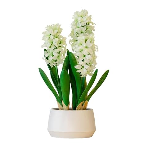 365 Blooming Decor 16 inch Tall White Potted Faux Hyacinth Flower Plant with River Stone-Luxury Artificial Garden Hyacinth for Home, Office Decoration, Housewarming Cover