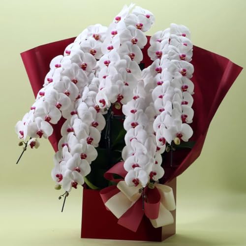 白赤リップ胡蝶蘭 5本立ち（楽天販売）