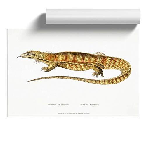 Image of Yellow Monitor Lizard by John Edward Gray Design | Unframed Wall Art Print | Ready to Frame Poster | Modern Home Decor Picture | Artwork for Living Room, Bedroom or Office | A4 (21x29.7 cm)