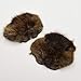 Fur Faces Beaver One Piece Craft Grade Scrap
