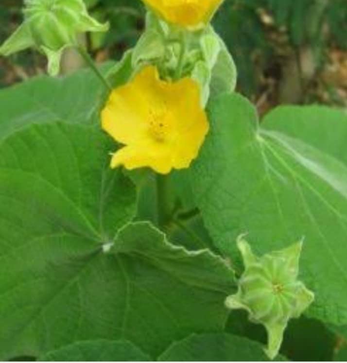 Minnal Traders/Thuthi fresh leaves/Kanghi/Abutilon Indicum Fresh Leaves - 100 gm (B09SM6BQVH) Amazon Price History, Amazon Price Tracker
