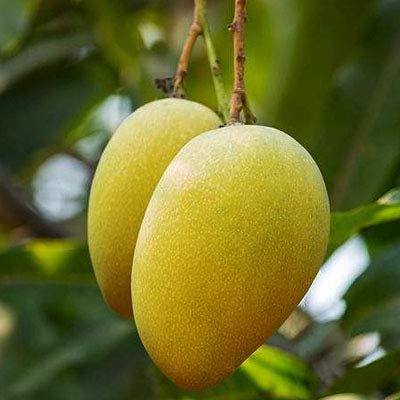 See full amazon price history chart for Creative Farmer Live Fruit Plant Mallika Mallika Grafted Hybrid Mango Saplings Plant “King of Fruits” Plant for Home Garden (1 Healthy Live Plant) Creative Farmer Live Fruit Plant Mallika Mallika Grafted Hybrid Mango Saplings Plant “King of Fruits” Plant for Home Garden (1 Healthy Live Plant) (B07NKNLBYZ) Amazon Price History, Amazon Price Tracker