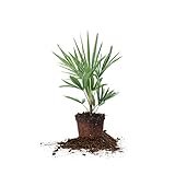 Windmill Palm 1 Gallon