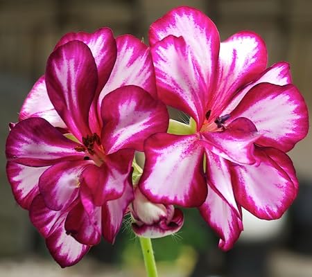 100 graines de fleurs de géranium