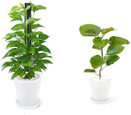 Amazon 観葉植物 本物 選べる観葉植物 8号 6号セット ポトス ヘゴ仕立て 8号 フィカス ウンベラータ 6号 ホワイト セラアート鉢 観葉植物 オンライン通販