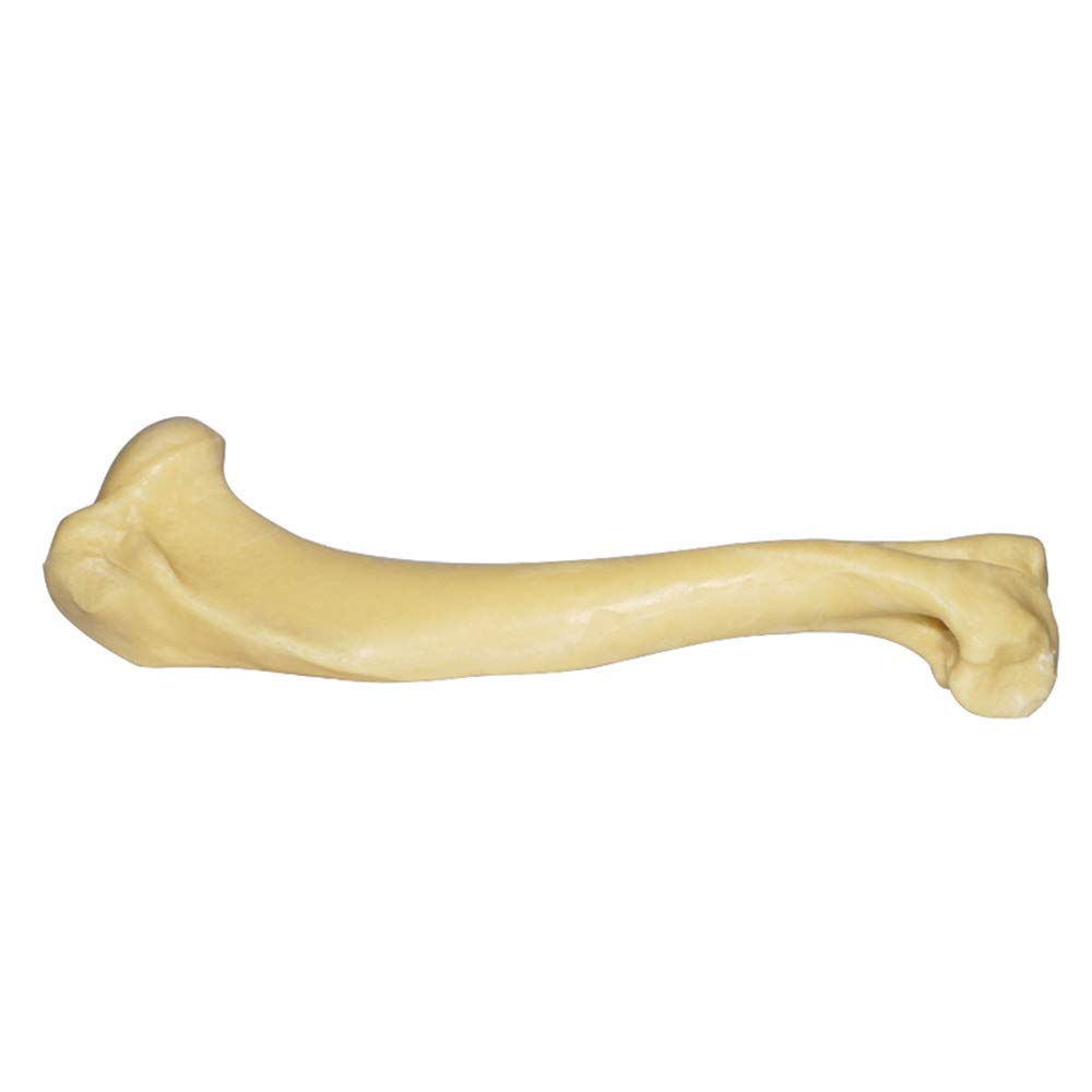 Educational Model Dog Humerus Model - Medical Anatomical Canine Dog Humerus Model - Animal Skeleton Bone Anatomy Model - for Orthopedic Surgery Demonstration Practice Teaching Medical Model