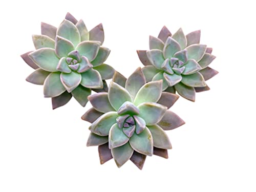 Live Succulent Cuttings (3 Graptosedum Ghosty), Succulents Plants Live, Succulent