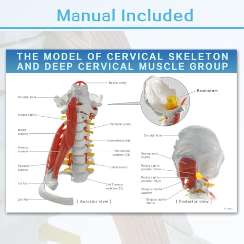 Image of EVOTECH SCIENTIFIC Cervical Spine Anatomical Model with Brainstem, Muscles, Thoracic Vertebrae & Nerves - Life-Size Human Neck Vertebrae Model for Medical Teaching, Chiropractic, and Anatomy Study