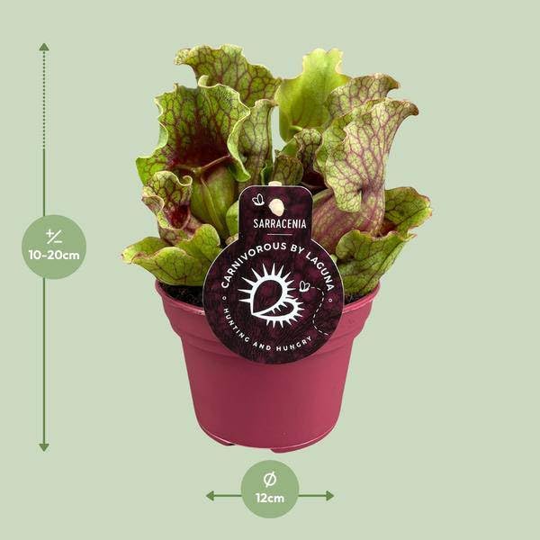 Roślina ogrodnicza Sarracenia – mięsożerna roślina pokojowa Ø 12 cm – wysokość ok. 20 cm – egzotyczne wzornictwo – oczyszczająca powietrze i łatwa w pielęgnacji