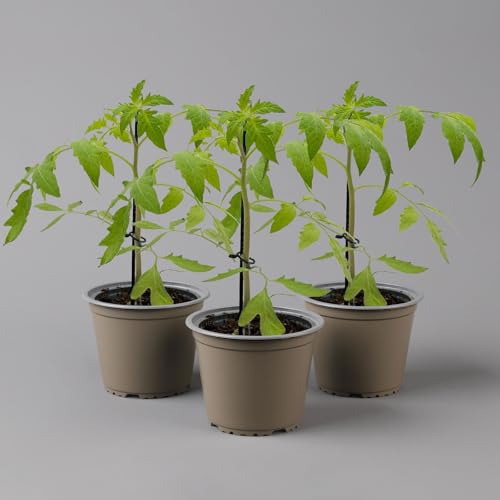 Ochsenherz-Tomatenpflanze 'Gourmandia' Pflanzen Kölle, 3er-Set