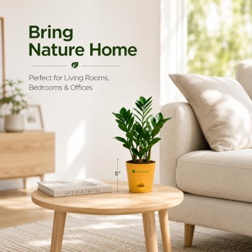 Image of Zamia ZZ Plant Indoor Live Plant with Pot | Low Maintenance Air Purifying House Plant | Indoor Plants for Home & Office | Lucky Green Plant | Decorative Live Plant