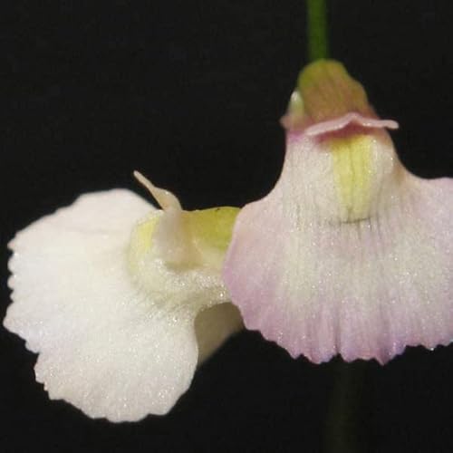 Utricularia Bladderwort Alpine Rare Carnivorous Plant Houseplant Seeds - 5 Seeds