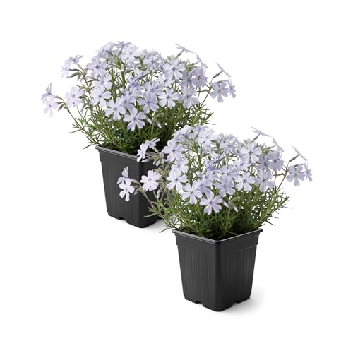 Live Creeping Phlox 2-Pack Blue Spring Groundcover Perennial Sun Garden Plant 6 Tall 1 Qt Pot