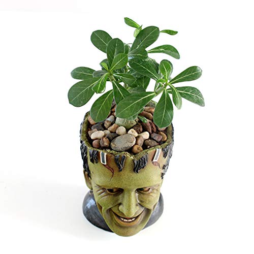 Vampire Succulent Plants Holder - Image 3