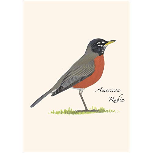 Image of Earth Sky + Water - American Robin Notecard Set - 8 Blank Cards with Envelopes