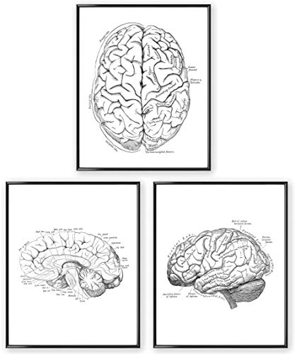 Kunstdruck Din A4 ohne Rahmen 3-teilig - Gehirn Gehirnhälften Mensch Anatomie Zeichnung Medizin Arzt Neurologie Poster Bild