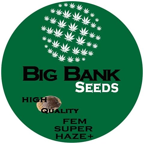Pack x3 Big Bank Seeds Super Haze Fem. Outdoor and Indoor. Gift manual Cover