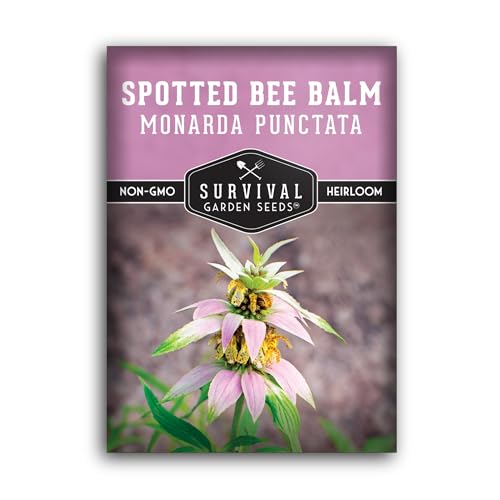 Survival Garden Seeds - Spotted Bee Balm Seed for Planting - 1 Packet with Instructions to Plant & Grow Monarda Punctata Your Home Herb Garden - Dotted Mint Wildflower Non-GMO Heirloom Variety