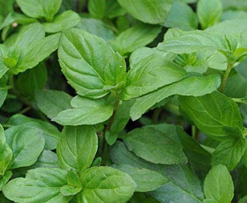 Mint Basil Mentha × piperita f. citrata Basil Aromatic herb Plant Bees Butterflies Ground Cover 9cm Pot