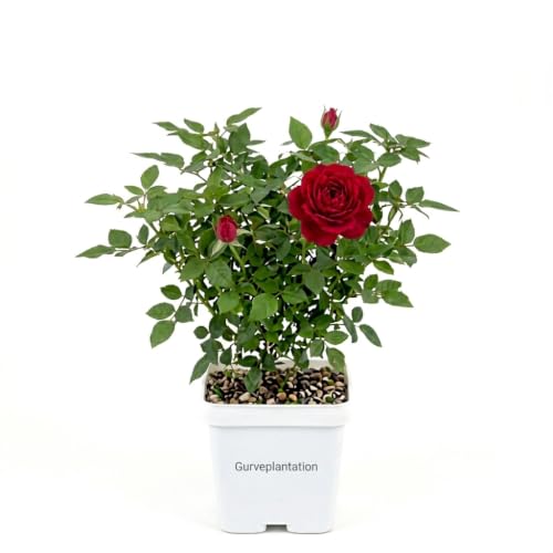 Image of Rose Plant (Desi Hybrid Variety) - Live Flowering Plant for Home & Garden Decoration Rose Flower plant live with Plastic Pot (White)