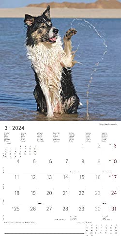 Funny Dogs 2024 - Broschürenkalender 30x30 cm (30x60 geöffnet) - Kalender mit Platz für Notizen - Hunde - Bildkalender - Wandkalender - Hundekalender