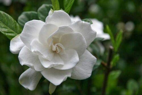 White Gardenia Flower Seeds / Long Lasting Perennial / Garden Or Indoors jocad (15+ Seeds)