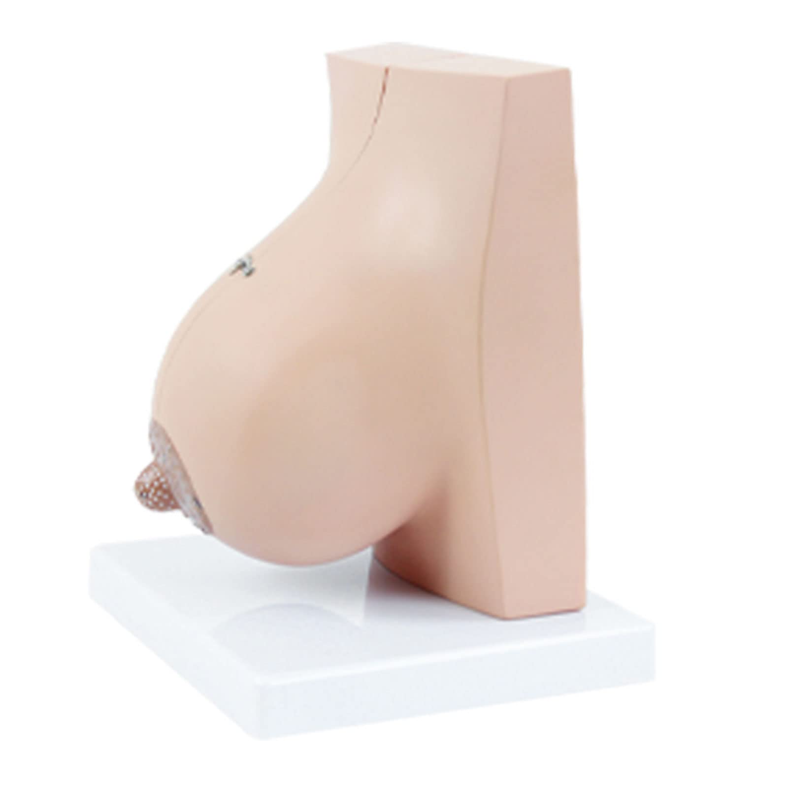 Modelo de Estudio 1pc Modelo Anatómico Femenino de Lactancia Anatomía Suministros y Equipos de Aprendizaje Herramienta