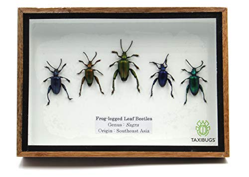 SET 5 REAL FROG LEGGED LEAF BEETLES SAGRA INSECT TAXIDERMY SET IN BOX DISPLAY