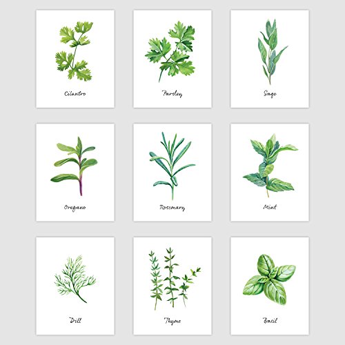 Kitchen Herb Botanical Prints - Wall Art Decor - Set of 9 Prints (8" x 10", Unframed Paper Cardstock) Montana