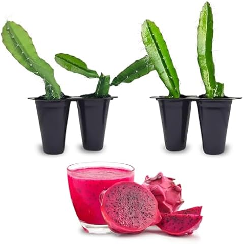 Dragon Fruit Edgar's Baby (4 Pack) | Real Live Fruit Plants for Sale | Rare Exotic Variety | Sweet Edible Fruit | Easy to Grow Live Plants for Organic Gardens. (Edgar's Baby) Cover
