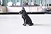Collectible Figurine Statue Desktop Ornament for Home Office Decor, Statues Decoration Articles & Figure Sculptures Figures tion Shepherd Model Wolf Dog Black Back Car Decoration Resin Craft Decoratio