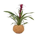 Better-GRO 19.5” Hanging Kokodama with Bromeliad - Indoor/Outdoor Biodegradable Planter, Easy Care Houseplant for Home and Office Decor, Sustainable Plant Pot - 5.9” Pot Size