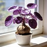 MEDSYTIJD (Stephania erecta Bulk) Magical Hardy Purple Balcony Rare Species Ornamental Value- 1bulbs