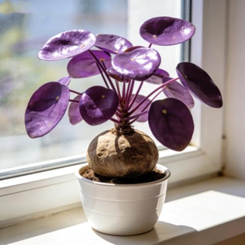 MEDSYTIJD (Stephania erecta Bulk) Magical Hardy Purple Balcony Rare Species Ornamental Value- 1bulbs